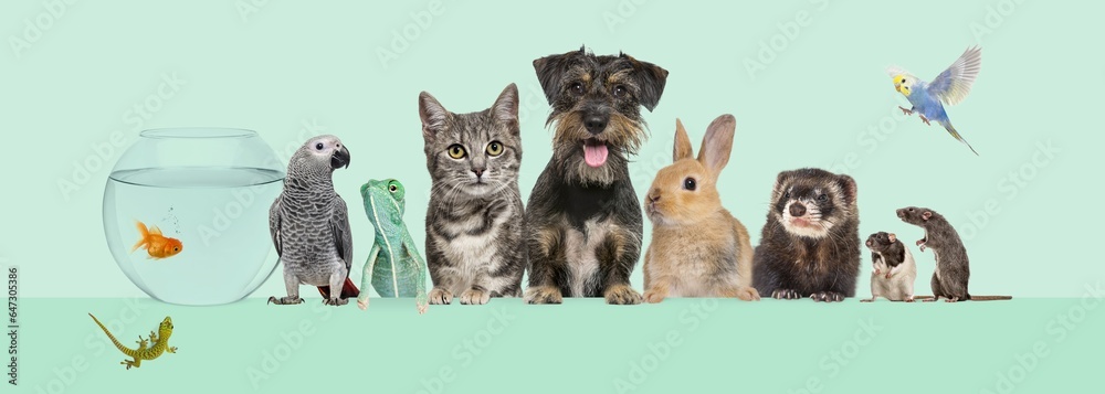 Group of pets together on top of an empty web banner to place text.   Cats, dogs, rabbit, ferret, rodent,  fish, reptile, bird