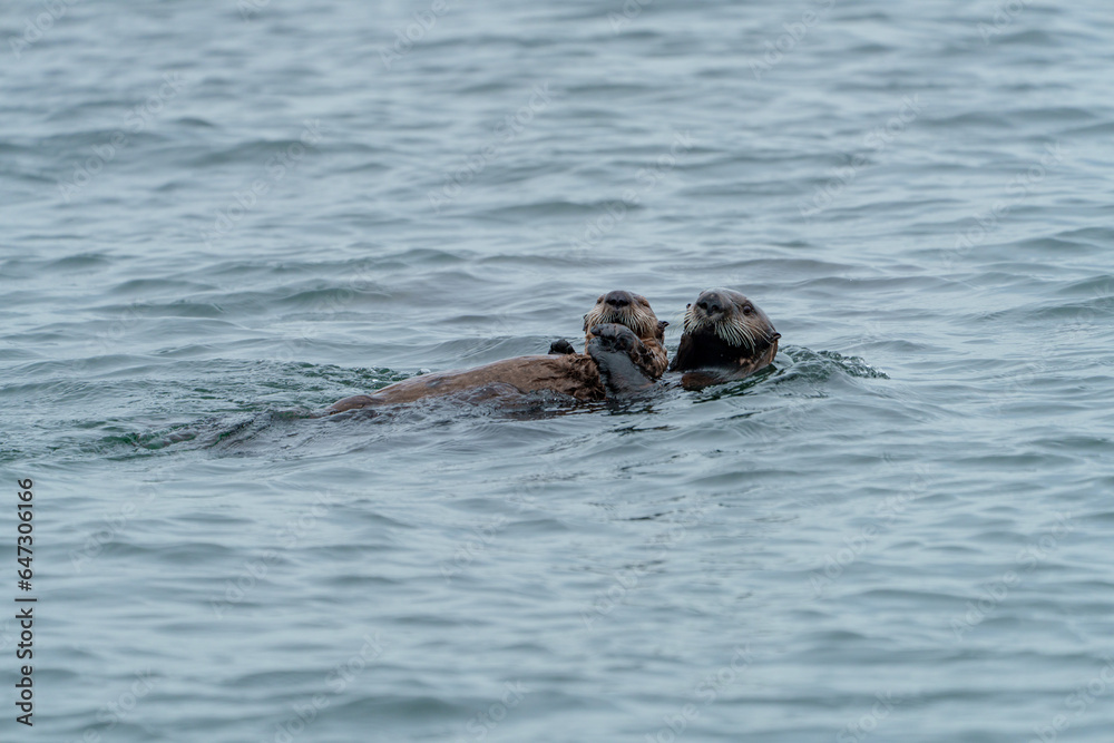 Fototapeta premium 野生のラッコ 北海道根室・落石ネイチャークルーズ