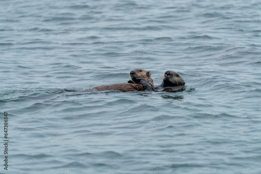 Fototapeta premium 野生のラッコ 北海道根室・落石ネイチャークルーズ