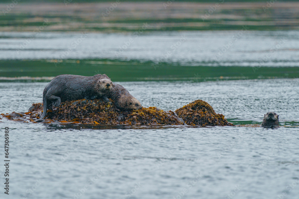 Fototapeta premium 野生のラッコ 北海道根室・落石ネイチャークルーズ