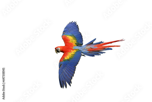 Scarlet Macaw (Ara macao) Beautiful multi-colored macaw parrot isolated on white background. This has clipping path.  © Sanit