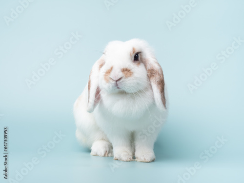 Adults female holland lop rabbit have a dewlap and sitting on green pastel background. Lovely action of broken brown holland lop rabbit.