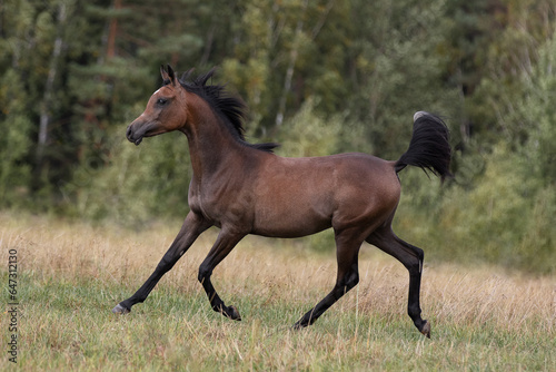 Young pretty arabian horse runs and frolics summer background © Svetlana