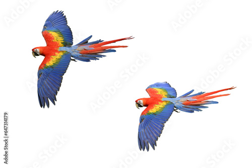 Scarlet Macaw (Ara macao) Beautiful multi-colored macaw parrots isolated on white background. This has clipping path. 