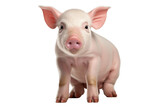 Tiny Paws and Hooves of pig isolated on a transparent background, Generative Ai