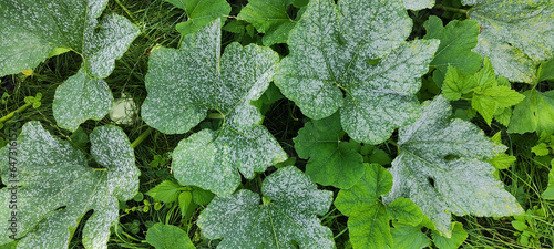 Fotografija Problems, disease on the leaves of pumpkin