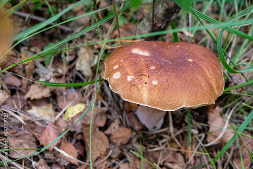 Boletus in an autumn forest. Mushrooms hobby. Copy space. 