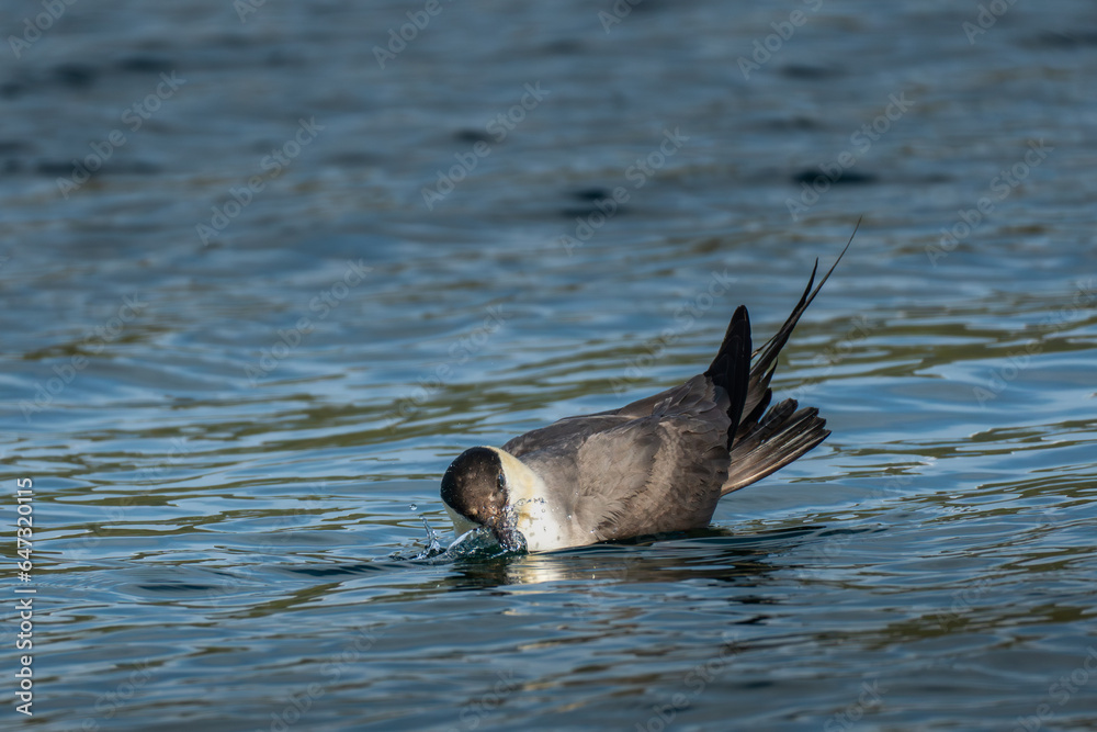 Long-tailed jaeger washing his beak in the water Long-tailed jaeger washing his beak in the water