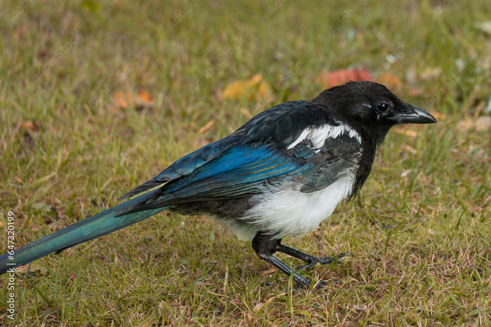 High resolution photo of a magpie in the grass High resolution photo of a magpie in the grass