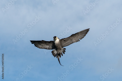 Majestic shot of a predatory bird (long-tailed jaeger) stalling midair before catching its prey