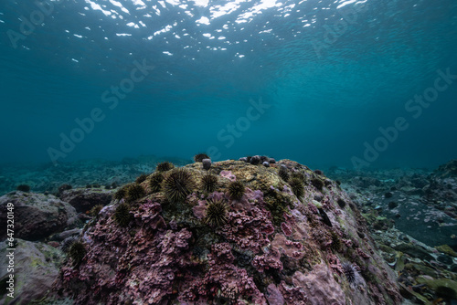 Urchin barren with surface in background, underwater landscape