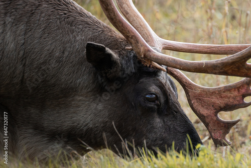closeup of a reindeer/caribou eating grass