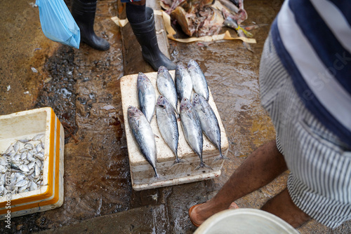 Blue mackerel (Scomber australasicus) or Saba was sold in Negombo Fishery Harbour market, Sri lanka