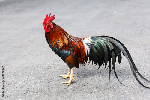 The fighting cock is beautiful hen in garden © pumppump
