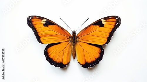 Butterfly insect animal.AI generated image © yusufadi