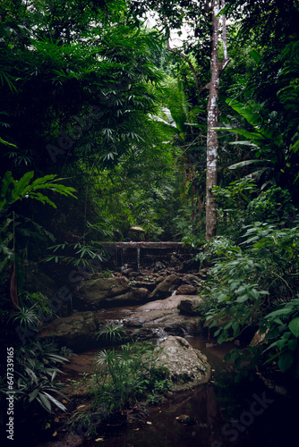 Wallpaper Mural Thai Forest  Torontodigital.ca