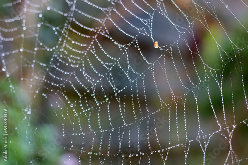 Spider web with dew drops in the morning light. Autumn in the garden. Abstract photo of dew drops. © Maya