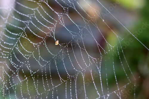 Spider web with dew drops in the morning light. Autumn in the garden. Abstract photo of dew drops. © Maya