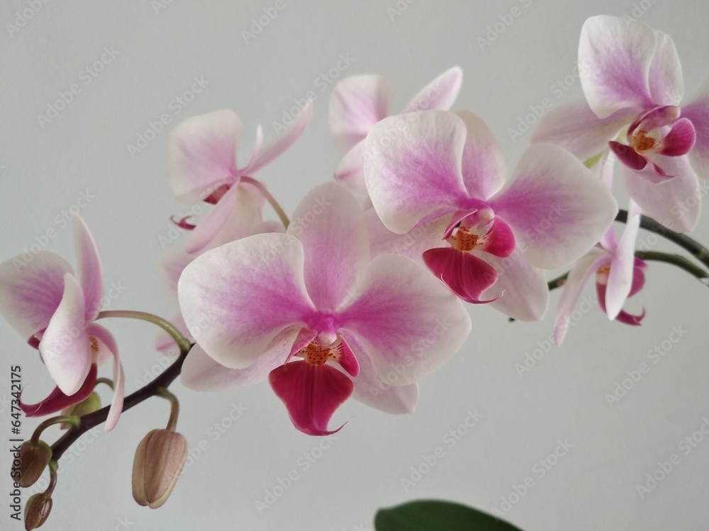 Fototapeta premium Pink and white Phalaenopis orchid