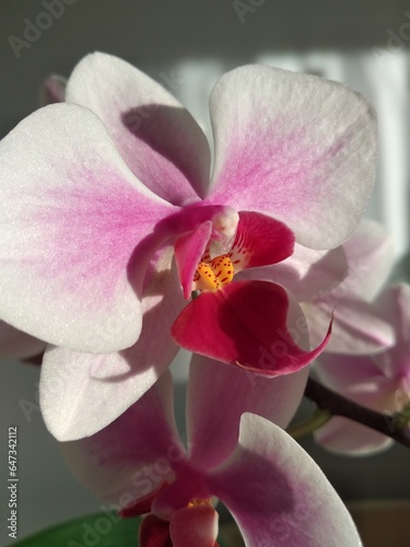 Pink and white Phalaenopis orchid
