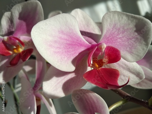 Pink and white Phalaenopis orchid