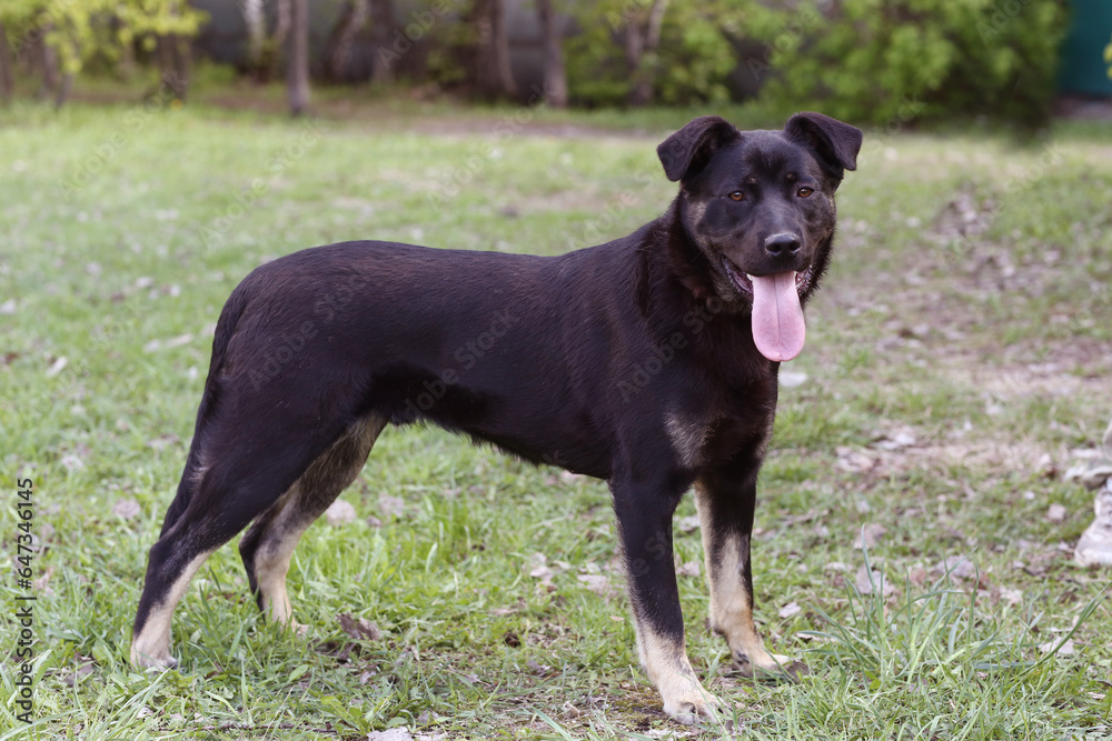 black dog full body photo on green grass background