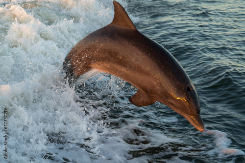 Bottle Nose Dolphin Jumping at Sunset