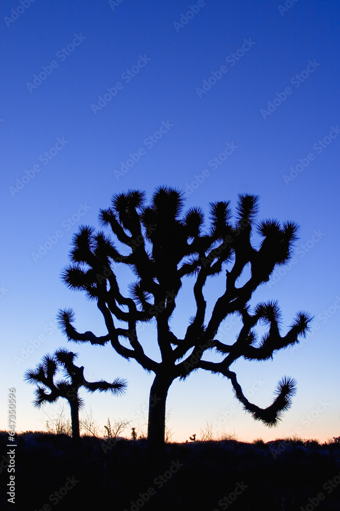 Obraz premium Joshua Tree at dusk Joshua Tree National Park, California USA