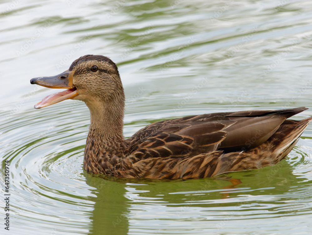 Close-up photo of a female wild duck (Anas platyrhynchos) swimming in the river Close-up photo of a female wild duck (Anas platyrhynchos) swimming in the river