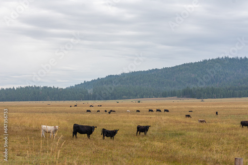 Idaho Cattle