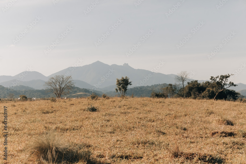 Dry pasture with yellow railings and a large mountain in the background, and a very sunny day. Dry pasture with yellow railings and a large mountain in the background, and a very sunny day.