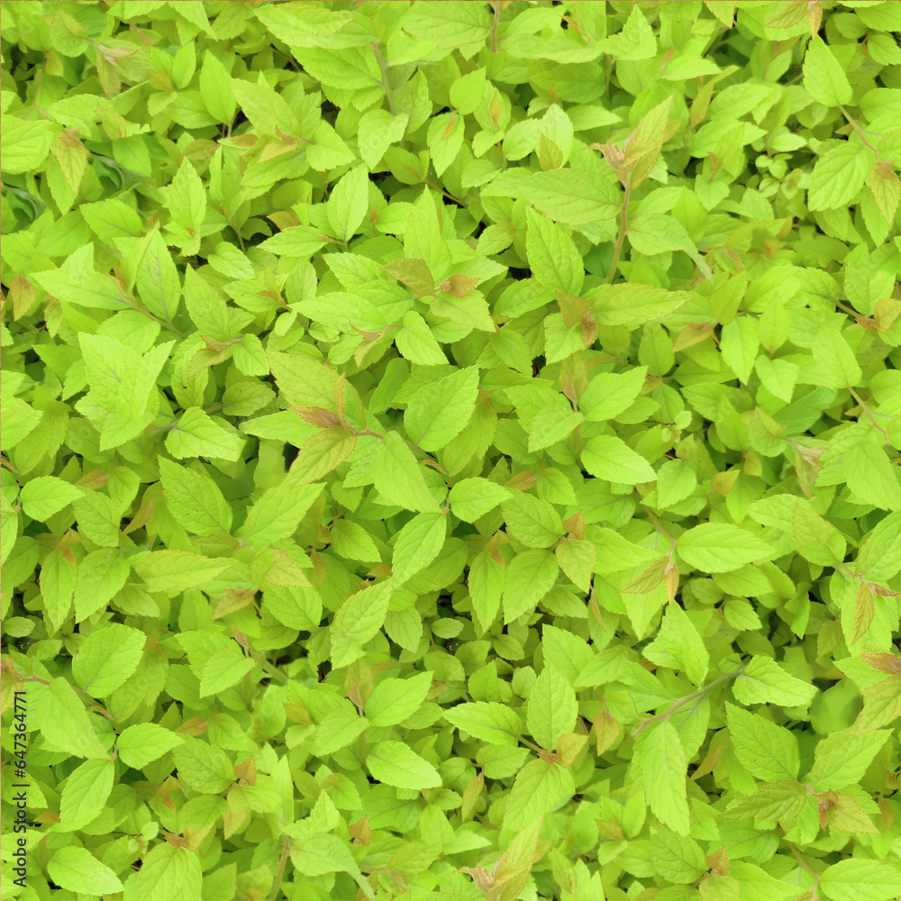 Seamless pattern of green background from leaves of barberry, thunbergs barberry, red barberry Seamless pattern of green background from leaves of barberry, thunbergs barberry, red barberry
