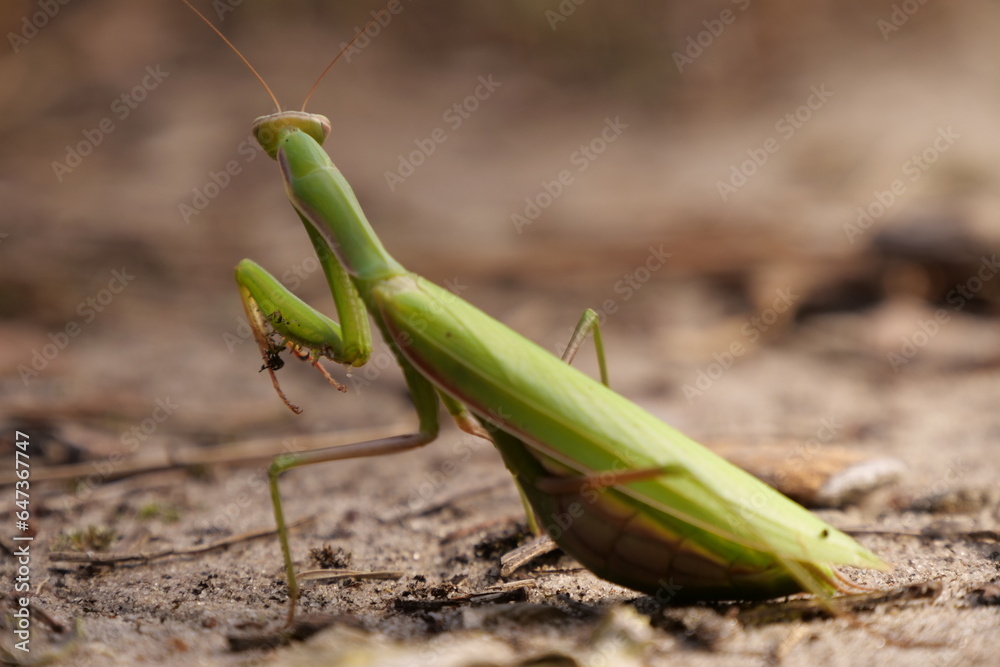 Close Up Praying Mantis Close Up Praying Mantis