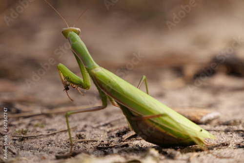 Close Up Praying Mantis © taraskobryn