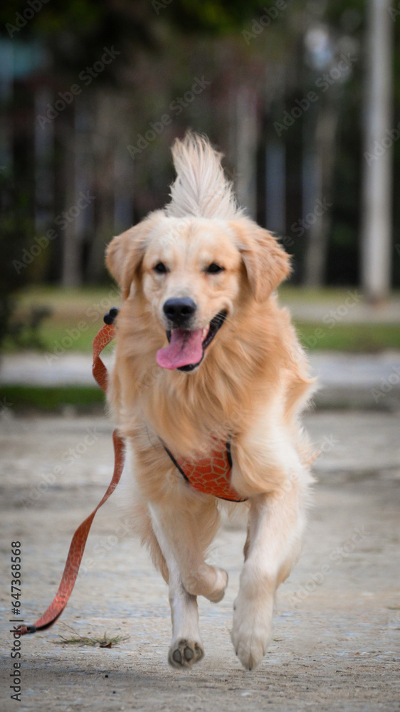 golden retriever dog running towards the camera golden retriever dog running towards the camera