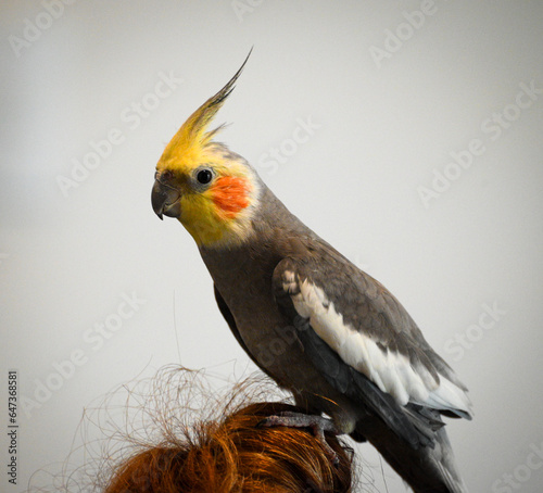 cockatiel on top of his cage dark background closeup