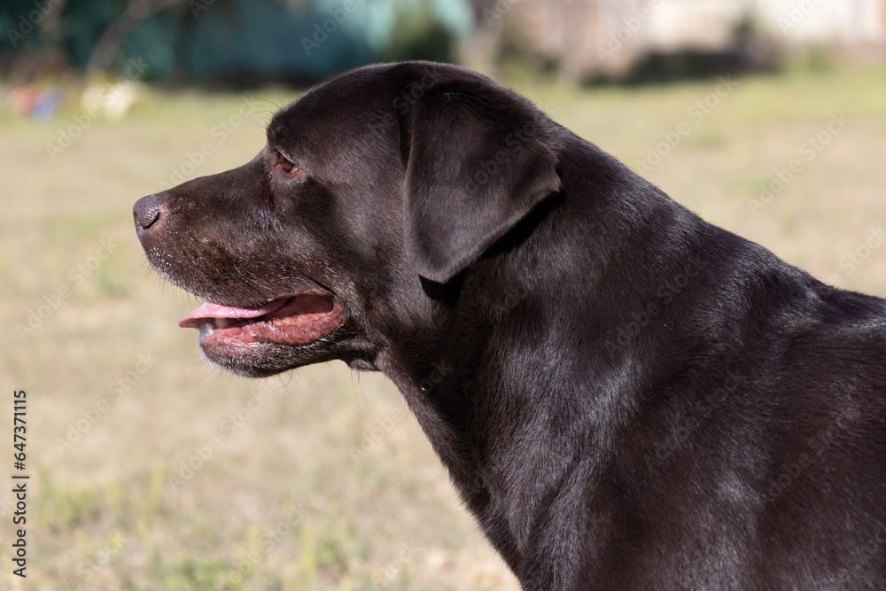 Brown chocolate labrador on green grass of aviary. Large portrait. Tongue stuck out. Beautiful young Labrador Retriever dog posing on green grass. Beautiful portrait of purebred brown chocolate dog Brown chocolate labrador on green grass of aviary. Large portrait. Tongue stuck out. Beautiful young Labrador Retriever dog posing on green grass. Beautiful portrait of purebred brown chocolate dog