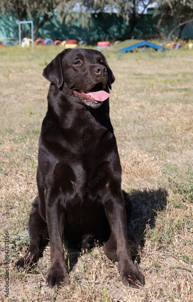 Brown chocolate labrador on green grass of aviary. Large portrait. Tongue stuck out. Beautiful young Labrador Retriever dog posing on green grass. Beautiful portrait of purebred brown chocolate dog Brown chocolate labrador on green grass of aviary. Large portrait. Tongue stuck out. Beautiful young Labrador Retriever dog posing on green grass. Beautiful portrait of purebred brown chocolate dog