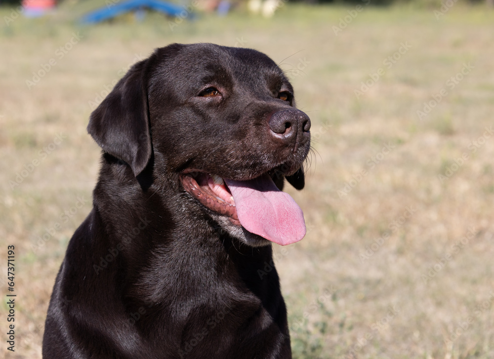 Brown chocolate labrador on green grass of aviary. Large portrait. Tongue stuck out. Beautiful young Labrador Retriever dog posing on green grass. Beautiful portrait of purebred brown chocolate dog