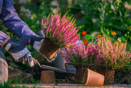 Woman plants heather in the garden