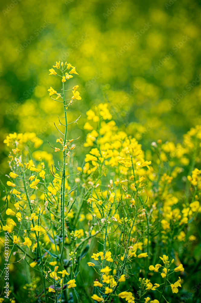 Fototapeta premium Flowers among the rapeseed fields.