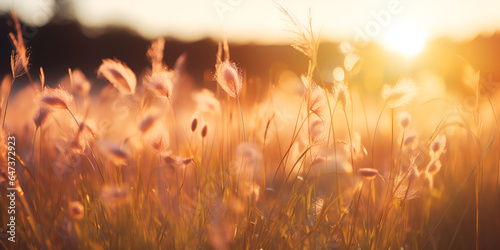 grass in the sunset Generative Ai  Sunflare Pictures