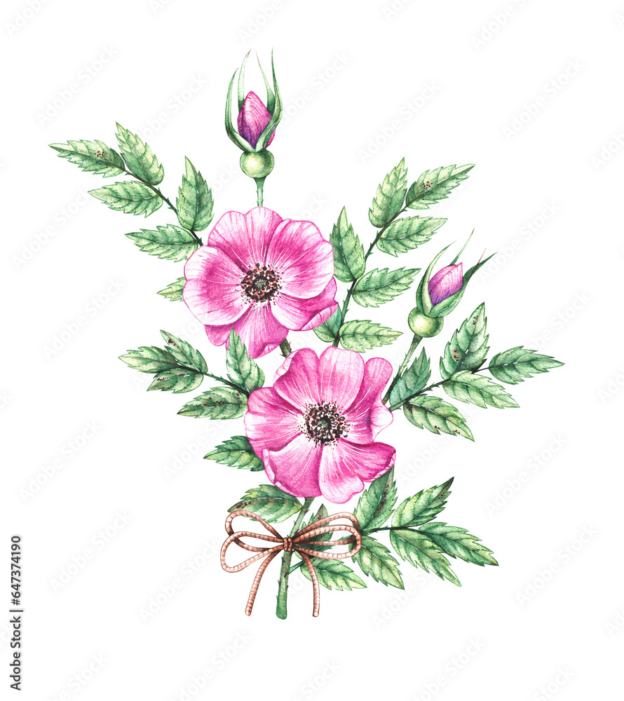 Watercolor rosehip flowers isolated