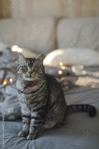 Fototapeta Naklejka Na Ścianę i Meble -  cute scottish straight grey tabby cat in bed at home. 
