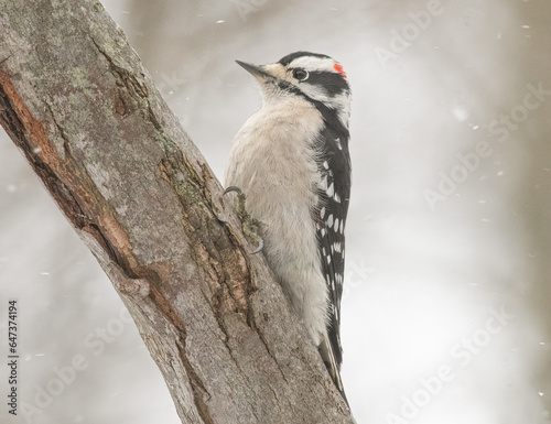 Downy woodpecker in Winter