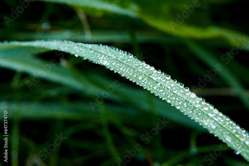 Drops of dew on the grass macro rain