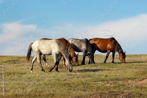 Wild horses eating on the prairie