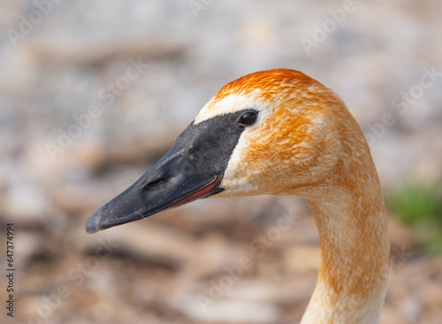 Fototapeta Naklejka Na Ścianę i Meble -  Trumpeter swan portrait