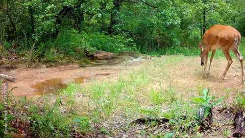 White-tailed doe walking across a small creek, looking around, then getting startled and jumping out of the view