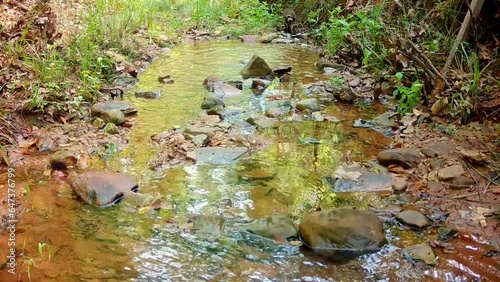 Mama and baby raccoon running down a small creek bed, with another kit left behind running after them